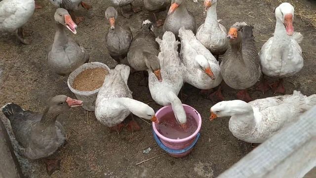 ОТВЕЧАЮ НА КОММЕНТАРИЙ