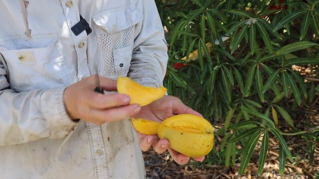 Weird Stuff Around the Grove ~ 'Ice Cream' Mango Maracas! смотреть онлайн