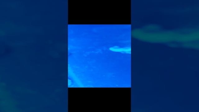 Морские Ежи и Устрицы. смотреть онлайн