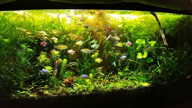 #Азотный цикл, #БИО баланс, #бактерии в аквариуме. Теория, практика применения и личный опыт. смотреть онлайн