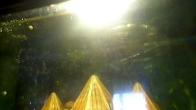 Мой аквариум на 15 литров смотреть онлайн