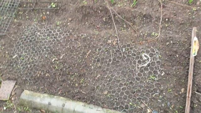 Дачный влог, болеет перец #дача #цветы смотреть онлайн