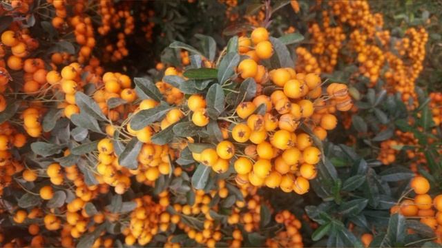 Sovuq Dush Qabul Qilishning 11 Foydasi смотреть онлайн