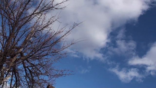 Серая сплошная голубка моя лидерка 2-х ч.ястребу понравилась. смотреть онлайн