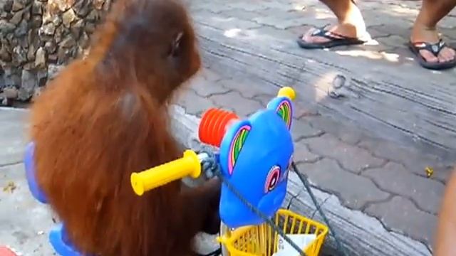 Samutprakarn & Zoo & chimpanzee and orangutan смотреть онлайн