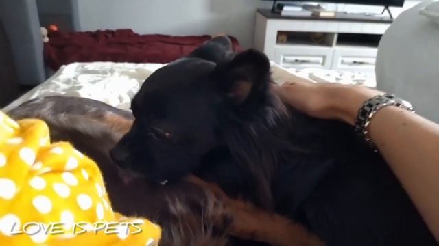 Чихуахуа играют и чистят зубы Chihuahuas are playing and brushing their teeth смотреть онлайн