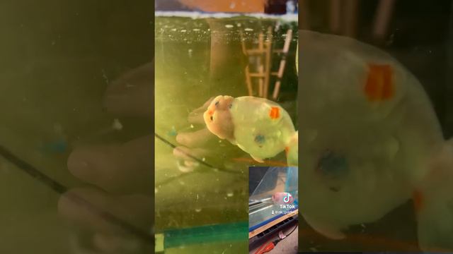 New Dragon Scales Sakura Ranchu (unboxing) смотреть онлайн