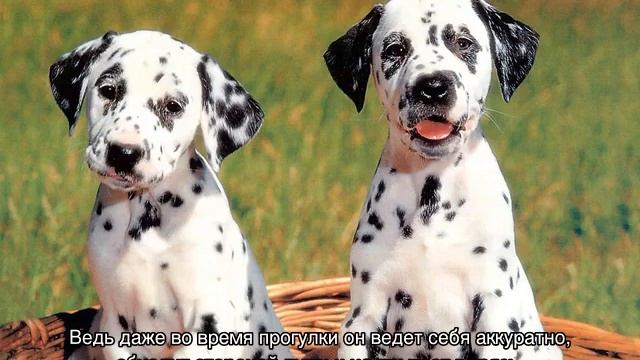 Далматинец: описание породы, характер щенков и взрослых собак смотреть онлайн