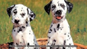 Далматинец: описание породы, характер щенков и взрослых собак