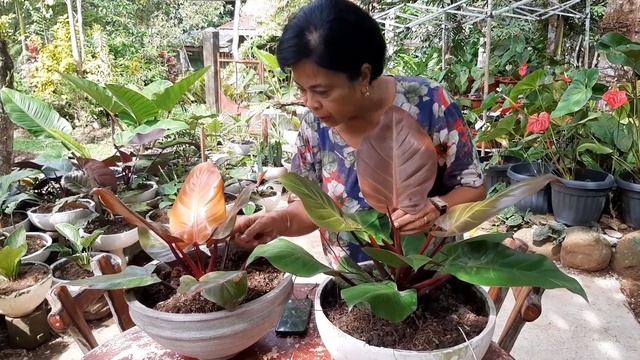 difference of RED CARDINAL and CHERRY RED PHILODENDRON. | with basic care and propagation. смотреть онлайн