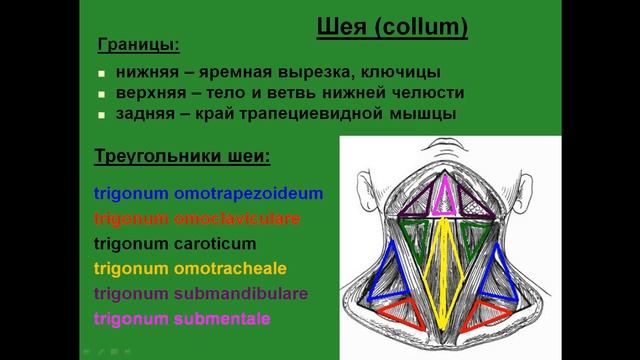 Части тела. Шея. Границы, треугольники. смотреть онлайн