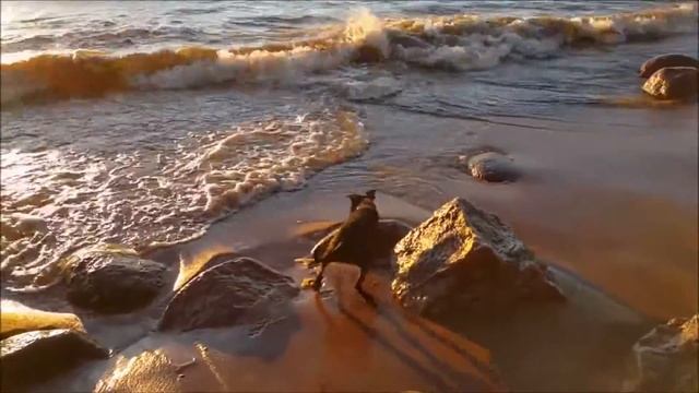 НЕРПА! 1 ГОД! смотреть онлайн