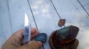 Что за гриб дубовик или сатанинский