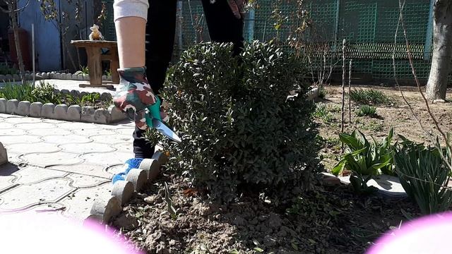 СТРИЖКА САМШИТА * ОБРЕЗКА САМШИТА ВЕСНОЙ