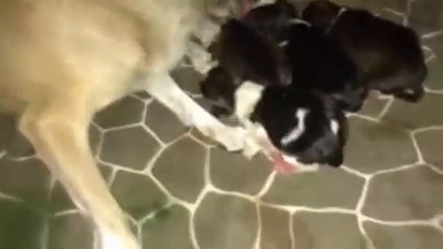Chihuahua/ Husky puppies! смотреть онлайн