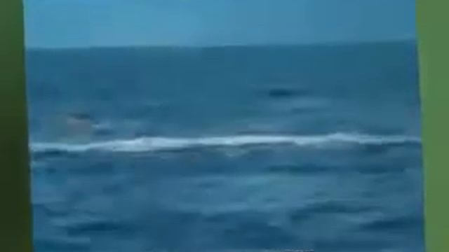 Ужас!!! Шок!!! Кит съел человека.... смотреть онлайн