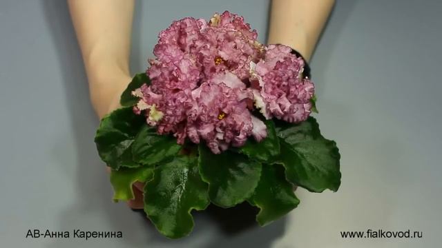 АВ-Анна Каренина смотреть онлайн