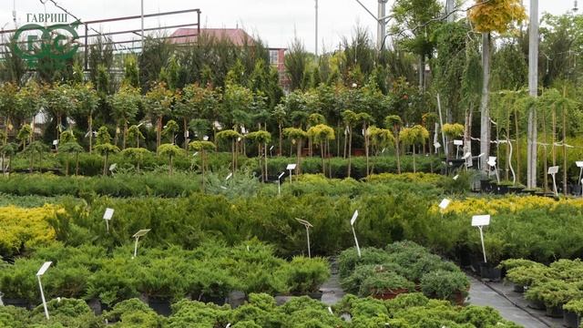 Компании ГАВРИШ - 29 лет! В чем секрет успеха агрофирмы? смотреть онлайн