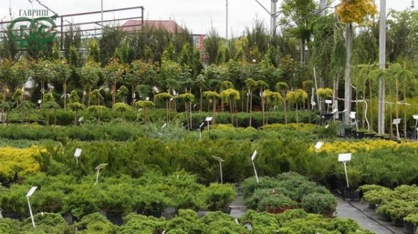 Компании ГАВРИШ - 29 лет! В чем секрет успеха агрофирмы?