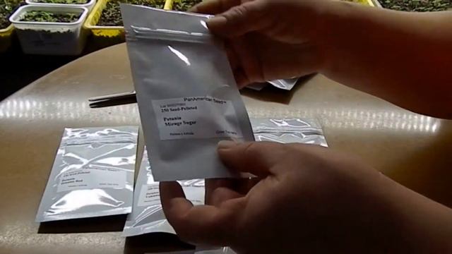 Пришла очередная посылка с семенами Распаковка Показываю и рассказываю, что буду сеять смотреть онлайн