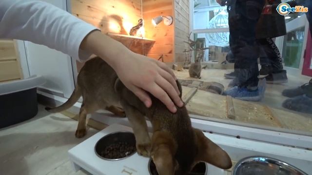 ВЛОГ в Зоопарке! Ярослава кормит животных! Развлечения для детей - Tiki Taki Cook