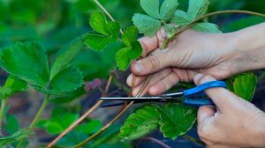 Топ-10 секретов выращивания клубники