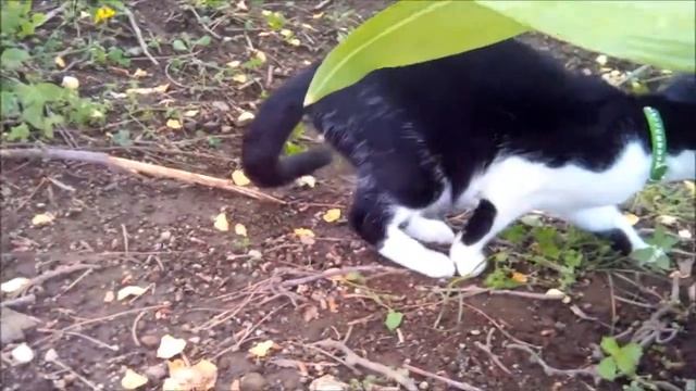 Италия Как растут киви Kiwi смотреть онлайн