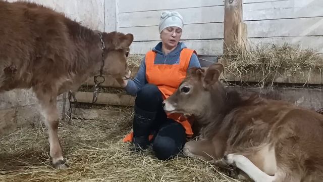 САМАЯ ДОРОГАЯ ДЕКОРАТИВНАЯ КОРОВА ДЖЕРСИ смотреть онлайн