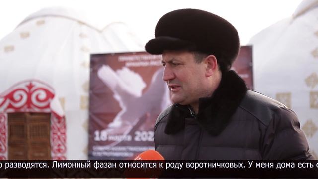 Порядка 500 птиц представили на ярмарке голубей в Петропавловске