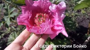 Пионы  ИТО гибриды. Разнообразие сортов. Bartzella,  Cora Louise,  Kaleidoscope и много других ..