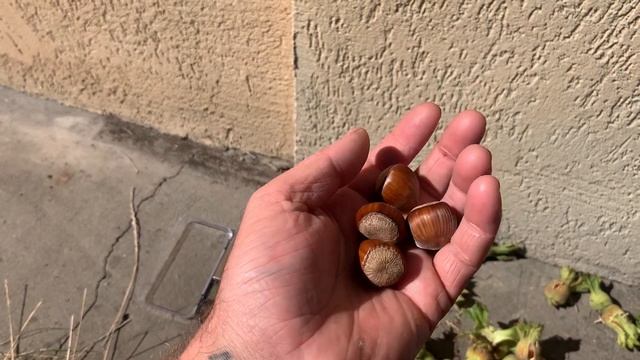 Фундук сорт Урожайный? Или Шедевр? Помогите определить сорт фундука. смотреть онлайн