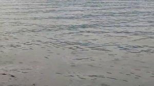 Ловля лосося. США.  Аляска . Valdez - рыбный рай для туристов.