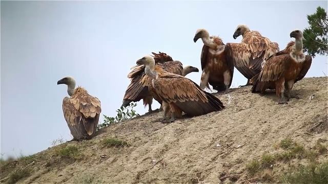 Стервятник против грифа | Film Studio Aves