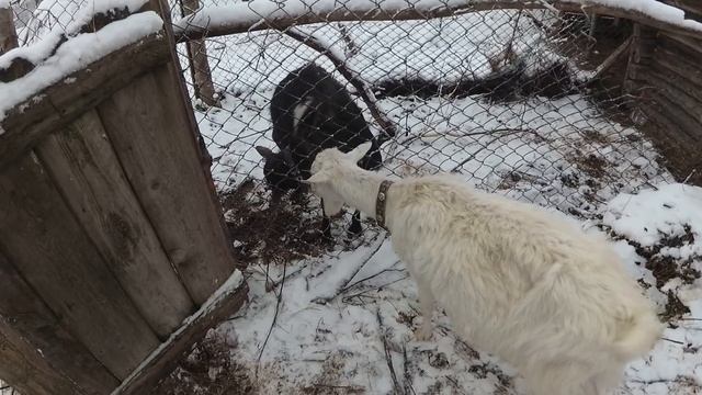 Козел в деле. Немного про охоту и покрытие козы смотреть онлайн
