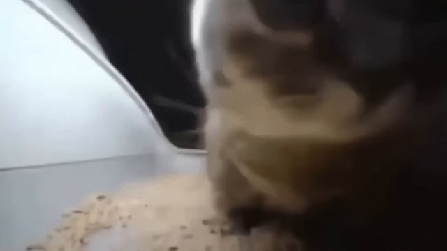 Чипи Чипи Чапа Чапа (2 ЧАСА) смотреть онлайн