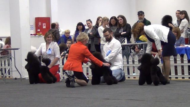 00112XXIII Национальная выставка пуделей 28.05.2017 Сравнение на ЛС смотреть онлайн