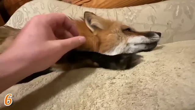 ЛИСЯО. Алиса - Лиса. Разговоры на кухне