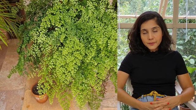 Adiantum capillus-veneris (Avenca): Dia 30 de 30 (30 dias de planta) смотреть онлайн