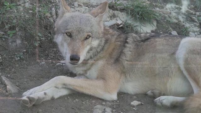 Wolves howling at night - Most amazing compilation - VIDEO смотреть онлайн