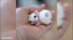 БЕЛКИ ЛЕТЯГИ ЧУДЕСНЫЕ СОЗДАНИЯ