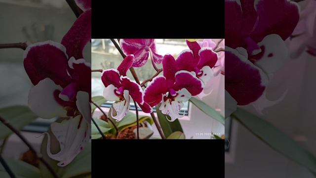 ОрхоЦветение 6 смотреть онлайн