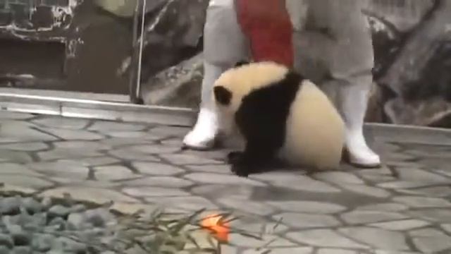 Панда напала на человека/panda has attacked a person. смотреть онлайн
