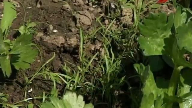 Лучки пучки. Серия 145. Уход за сельдереем. смотреть онлайн