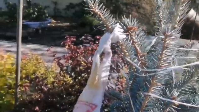 Как правильно ПЕРЕСАДИТЬ хвойник, опыт и советы от Евгении смотреть онлайн