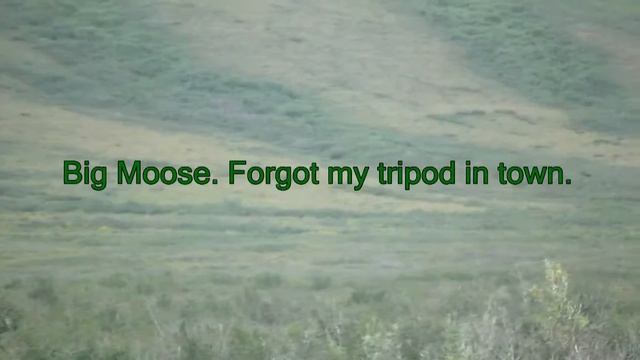 A couple berry nice caribou. смотреть онлайн