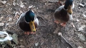 Ручные утки с лесного озера