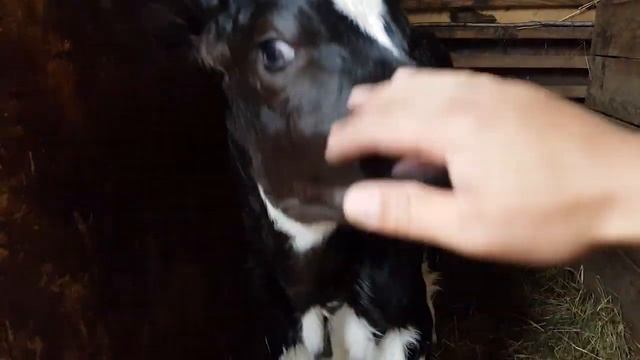 ОСЛИКИ ГРЯДКА КАКОЙ УЖЕ ТЕЛЁНОК КОРОВА смотреть онлайн