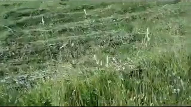 Косим сено мотоблоком. Kosim hay with a motor block . смотреть онлайн