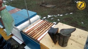 Февраль, стимуляция медовой сытой, ранний старт