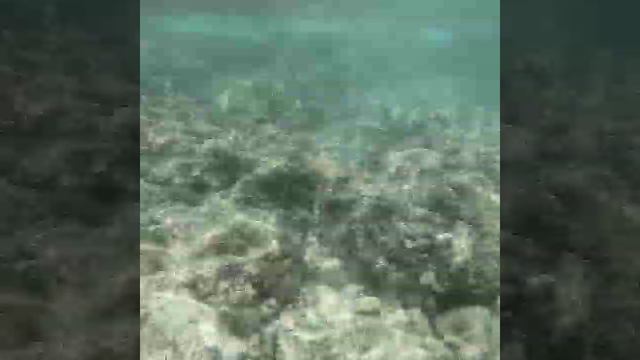 Snorkeling at Beau Vallon Bay, Mahe, Seychelles смотреть онлайн